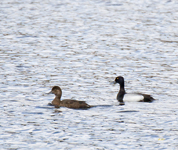 Lesser Scaups